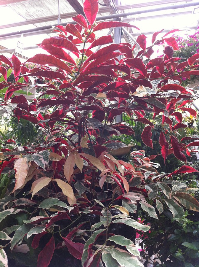 Ảnh minh hoạ Đơn Lá Đỏ (Excoecaria cochinchinensis) 1