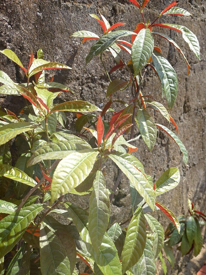 Ảnh minh hoạ Đơn Lá Đỏ (Excoecaria cochinchinensis) 2