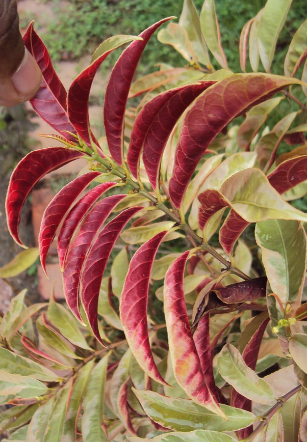Ảnh minh hoạ Đơn Lá Đỏ (Excoecaria cochinchinensis) 3