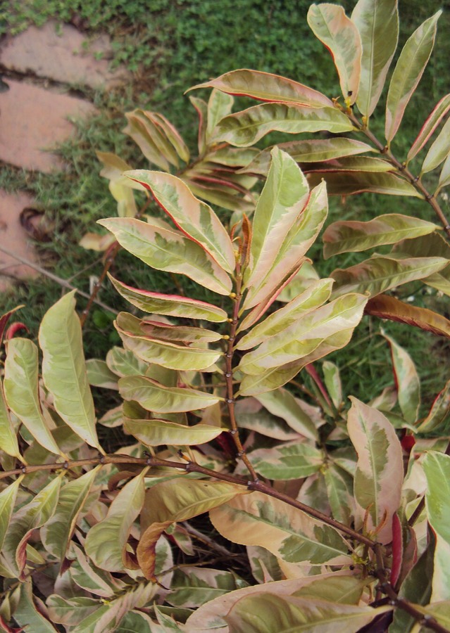 Ảnh minh hoạ Đơn Lá Đỏ (Excoecaria cochinchinensis) 4