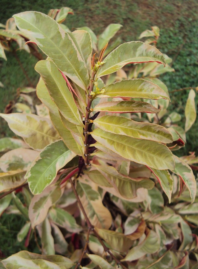Ảnh minh hoạ Đơn Lá Đỏ (Excoecaria cochinchinensis) 5