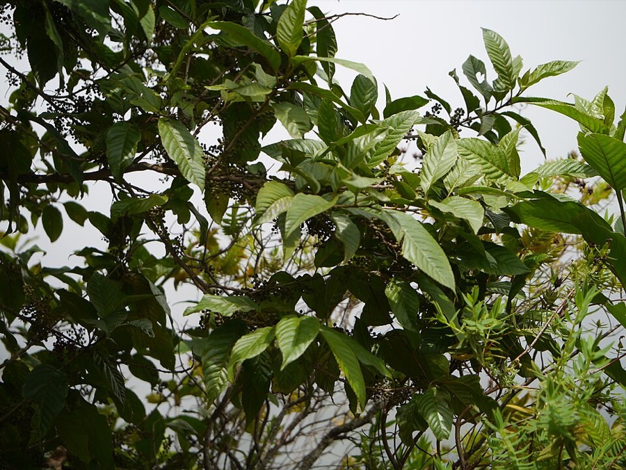 Ảnh minh hoạ Đơn Răng Cưa (Maesa indica) 4