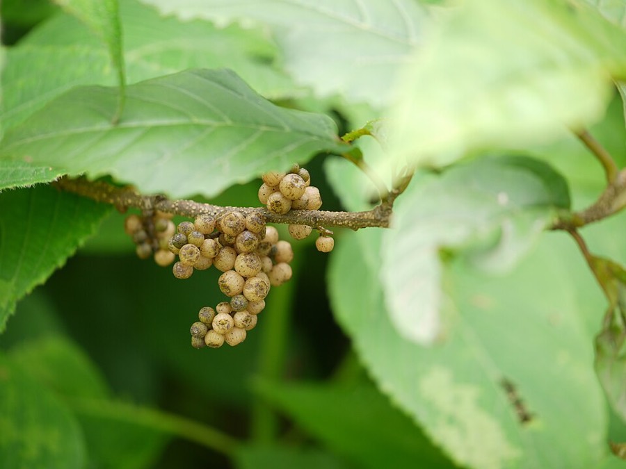 Ảnh minh hoạ Đơn Răng Cưa (Maesa indica) 5