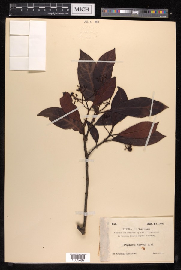 Ảnh minh hoạ Đơn Trắng (Hé Mọ) (Psychotria reevesii) 4