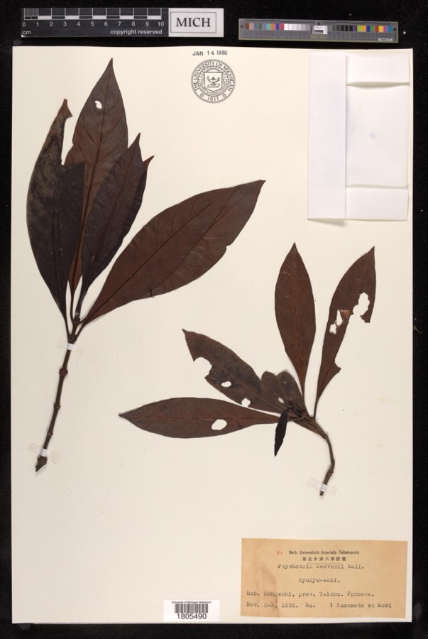 Ảnh minh hoạ Đơn Trắng (Hé Mọ) (Psychotria reevesii) 5