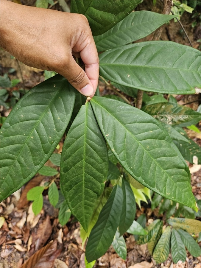 Ảnh minh hoạ Đơn Tướng Quân (Syzygium formosum) 4