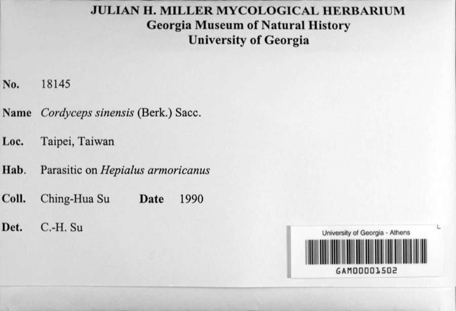 Ảnh minh hoạ Đông Trùng Hạ Thảo (Cordyceps sinensis) 1