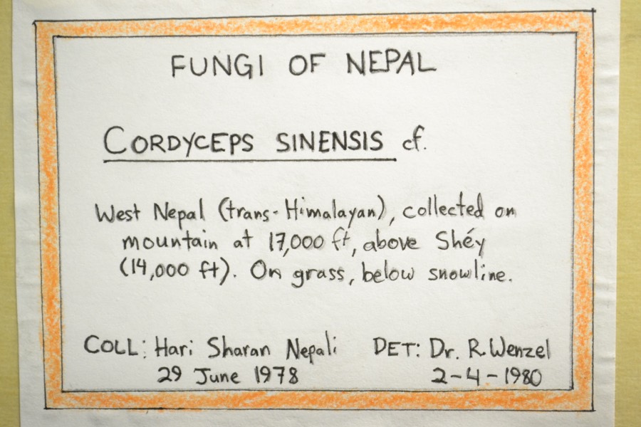Ảnh minh hoạ Đông Trùng Hạ Thảo (Cordyceps sinensis) 2