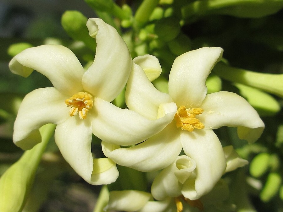 Ảnh minh hoạ Đu Đủ (Carica papaya) 4