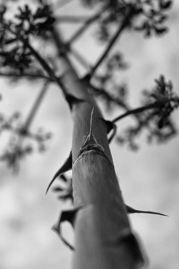 Ảnh minh hoạ Dứa Bà (Agave americana) 4