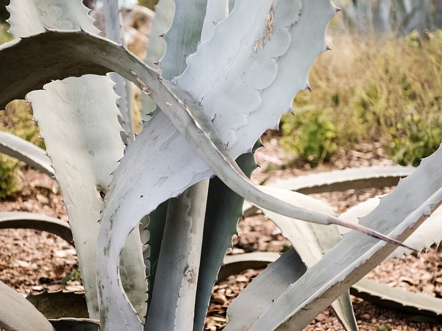 Ảnh minh hoạ Dứa Bà (Agave americana) 5