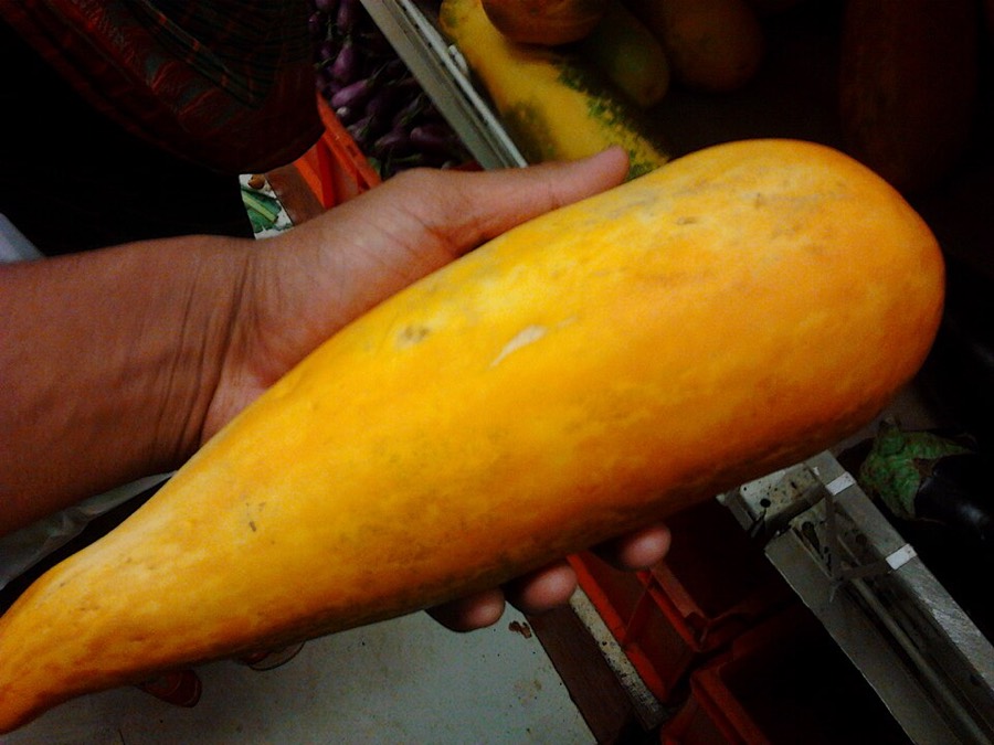 Ảnh minh hoạ Dưa Chuột (Cucumis sativus) 3