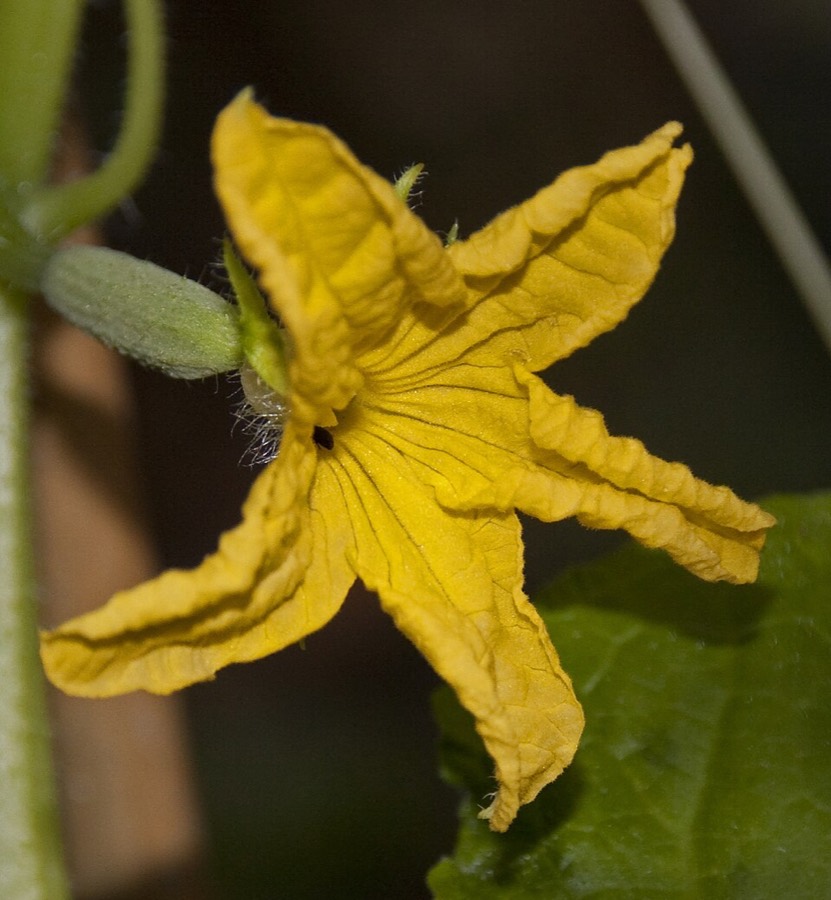 Ảnh minh hoạ Dưa Chuột (Cucumis sativus) 5
