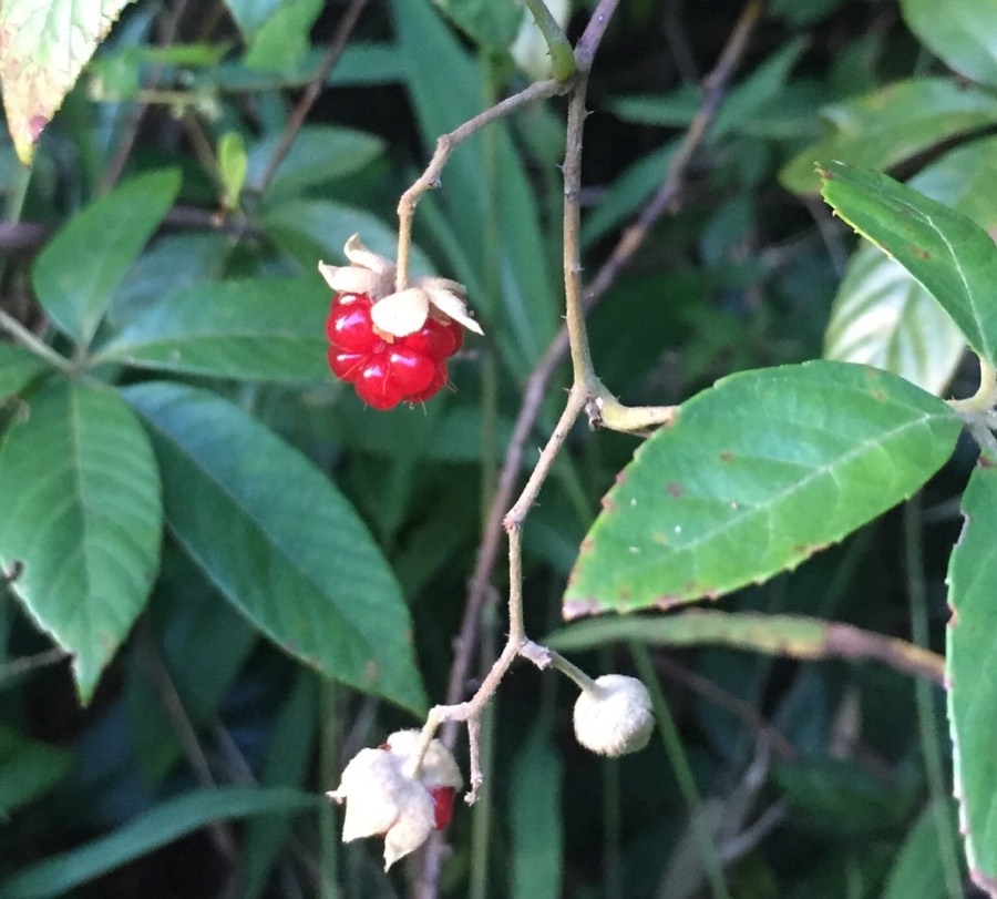 Ảnh minh hoạ Đùm Đũm (Rubus cochinchinensis) 4