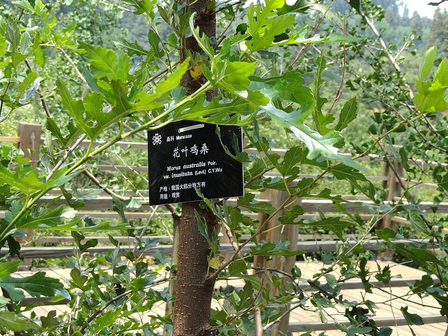 Ảnh minh hoạ Dướn (Broussonetia papyrifera) 4
