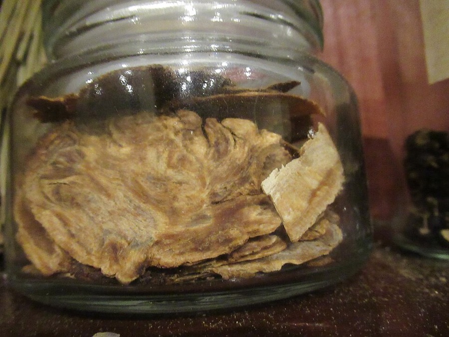 Ảnh minh hoạ Đương Quy (Angelica sinensis) 4
