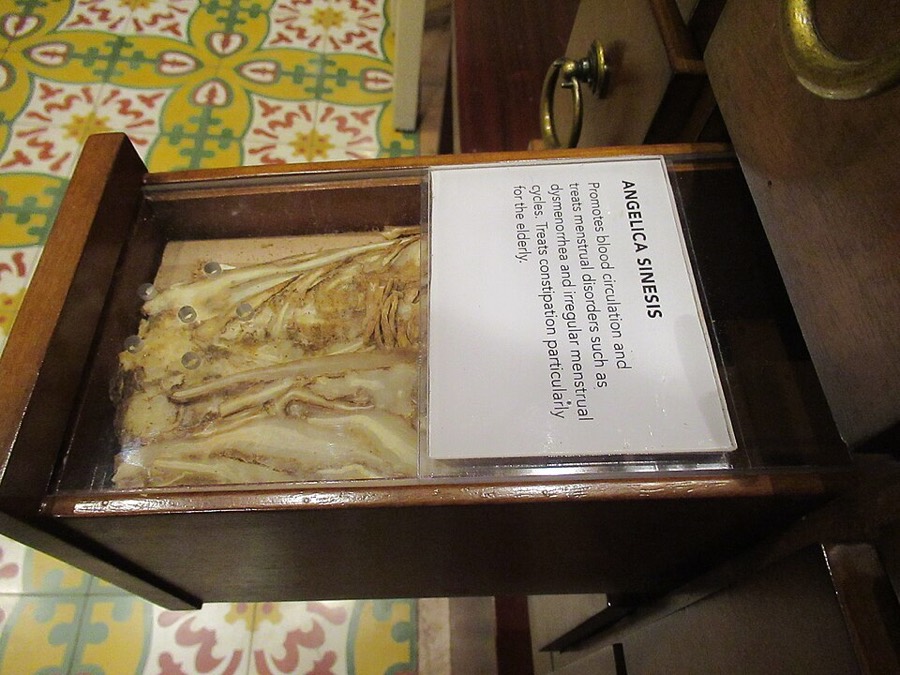 Ảnh minh hoạ Đương Quy (Angelica sinensis) 5