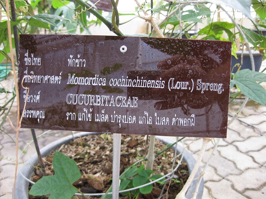 Ảnh minh hoạ Gấc (Momordica cochinchinensis) 4