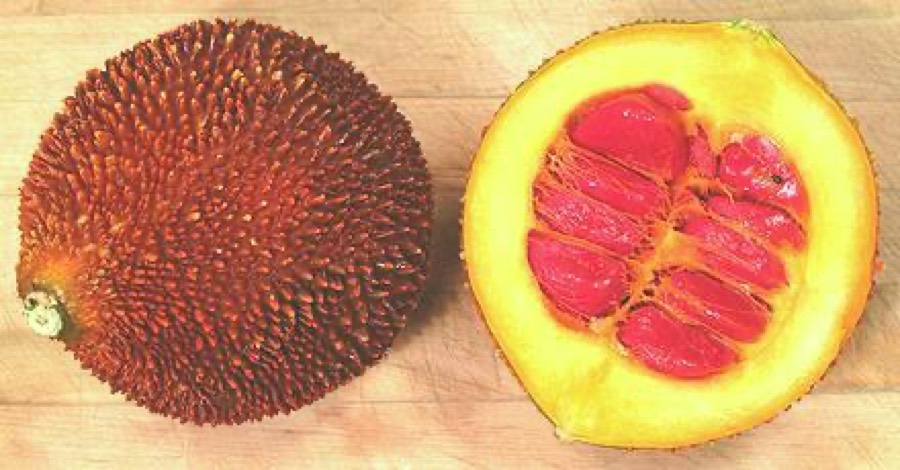 Ảnh minh hoạ Gấc (Momordica cochinchinensis) 5
