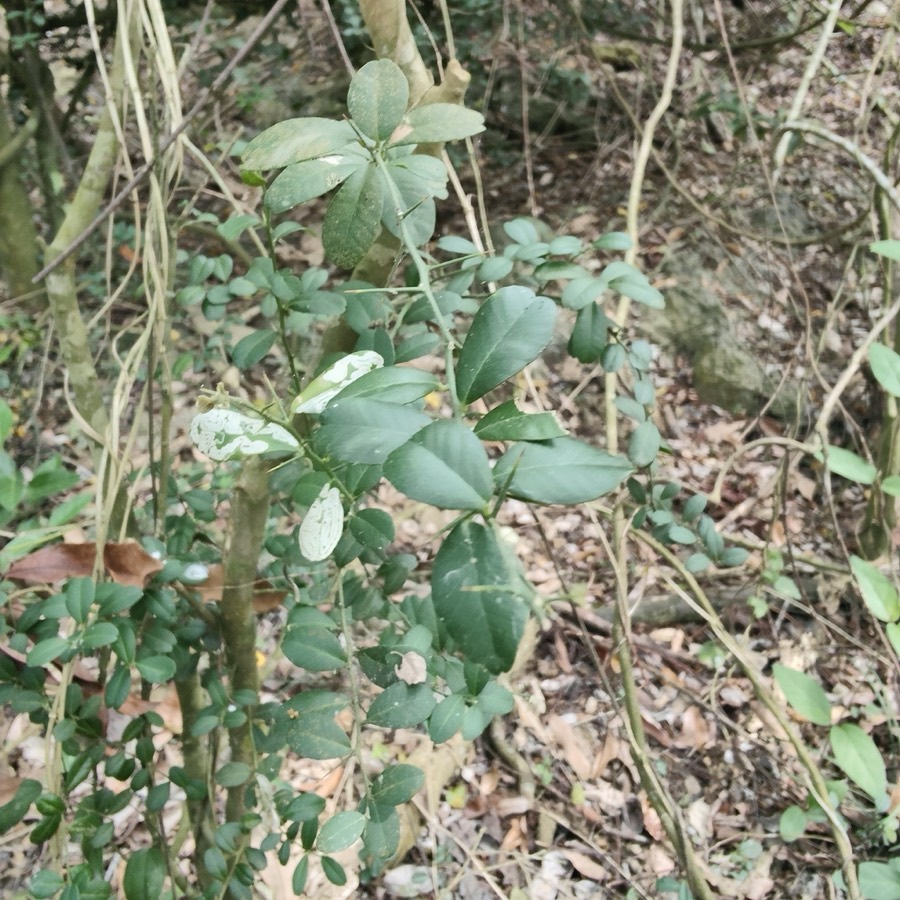 Ảnh minh hoạ Gai Tầm Xoọng (Atalantia buxifolia) 4