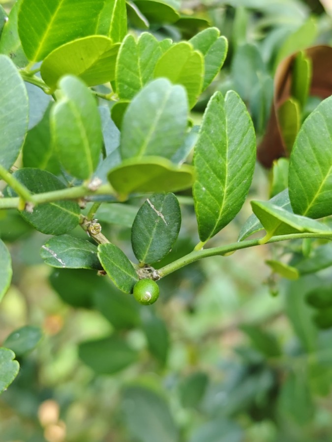 Ảnh minh hoạ Gai Tầm Xoọng (Atalantia buxifolia) 5
