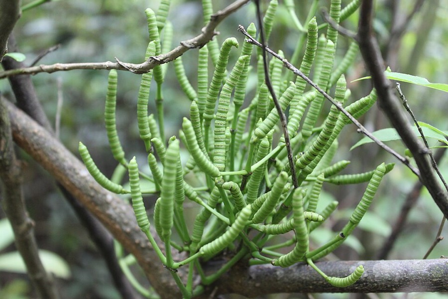 Ảnh minh hoạ Gắm (Gnetum montanum) 1