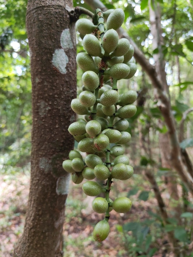Ảnh minh hoạ Gắm (Gnetum montanum) 2