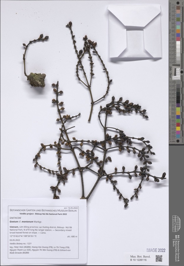 Ảnh minh hoạ Gắm (Gnetum montanum) 3