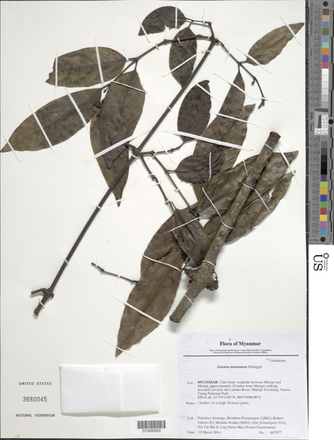 Ảnh minh hoạ Gắm (Gnetum montanum) 4
