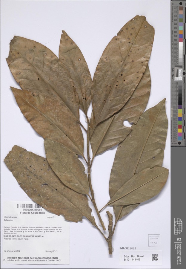Ảnh minh hoạ Giổi (Talauma gioi) 1