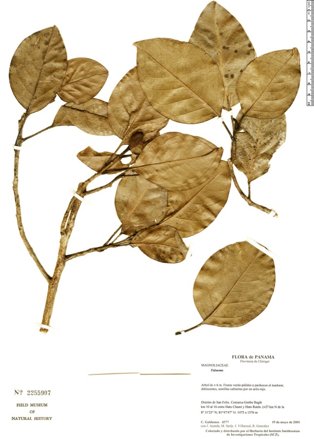 Ảnh minh hoạ Giổi (Talauma gioi) 2