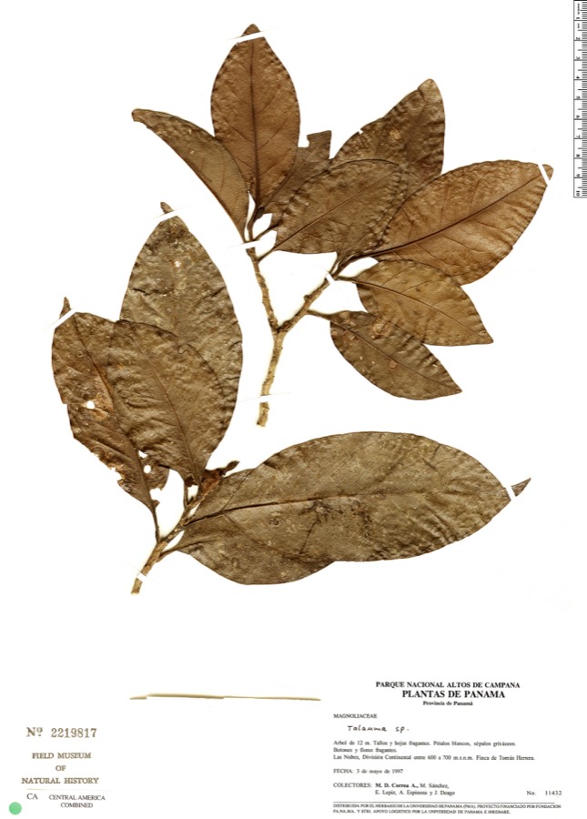 Ảnh minh hoạ Giổi (Talauma gioi) 3