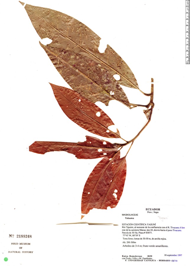 Ảnh minh hoạ Giổi (Talauma gioi) 4