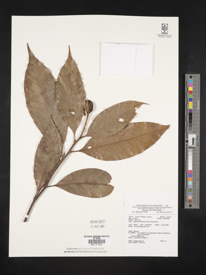 Ảnh minh hoạ Giổi (Talauma gioi) 5