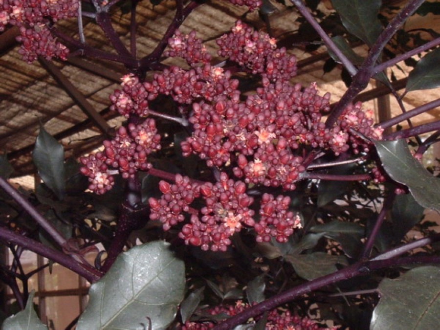 Ảnh minh hoạ Gối Hạc (Leea rubra) 1