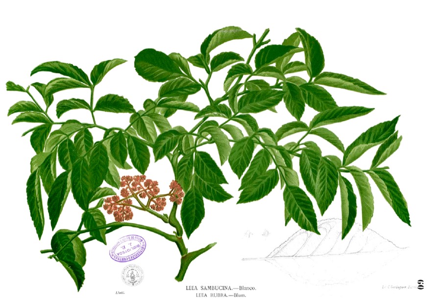 Ảnh minh hoạ Gối Hạc (Leea rubra) 2