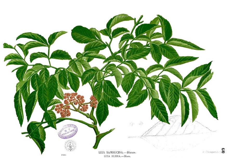 Ảnh minh hoạ Gối Hạc (Leea rubra) 3