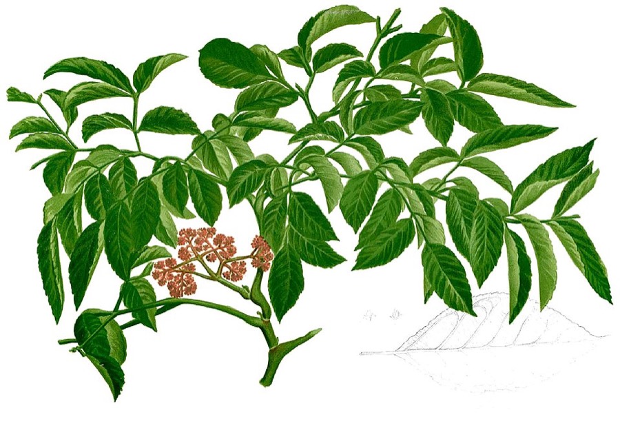Ảnh minh hoạ Gối Hạc (Leea rubra) 4