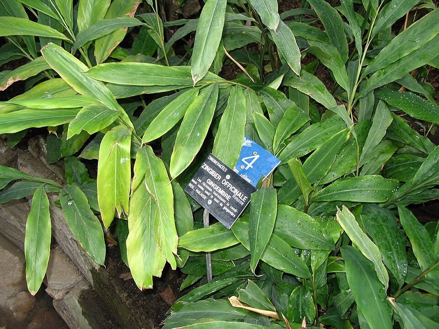 Ảnh minh hoạ Gừng (Zingiber officinale) 4