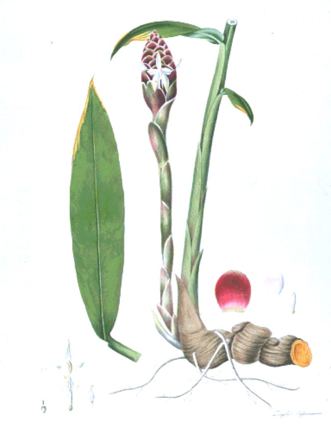 Ảnh minh hoạ Gừng Dại (Zingiber cassumunar) 1