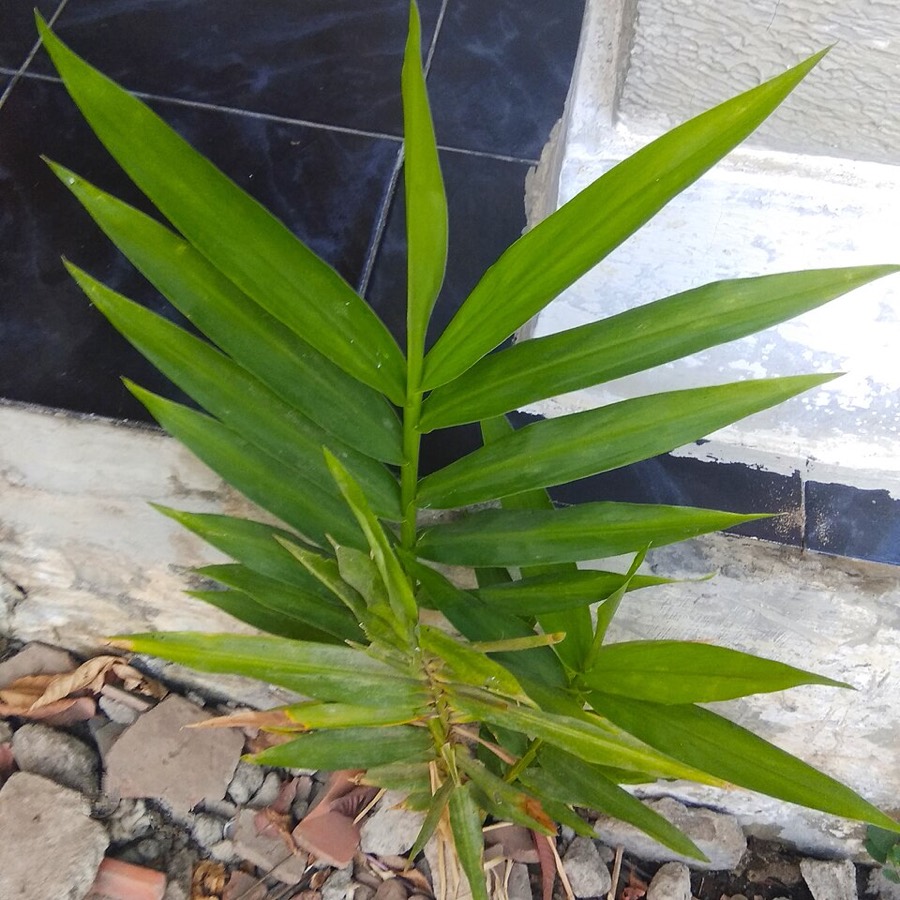 Ảnh minh hoạ Gừng Dại (Zingiber cassumunar) 2
