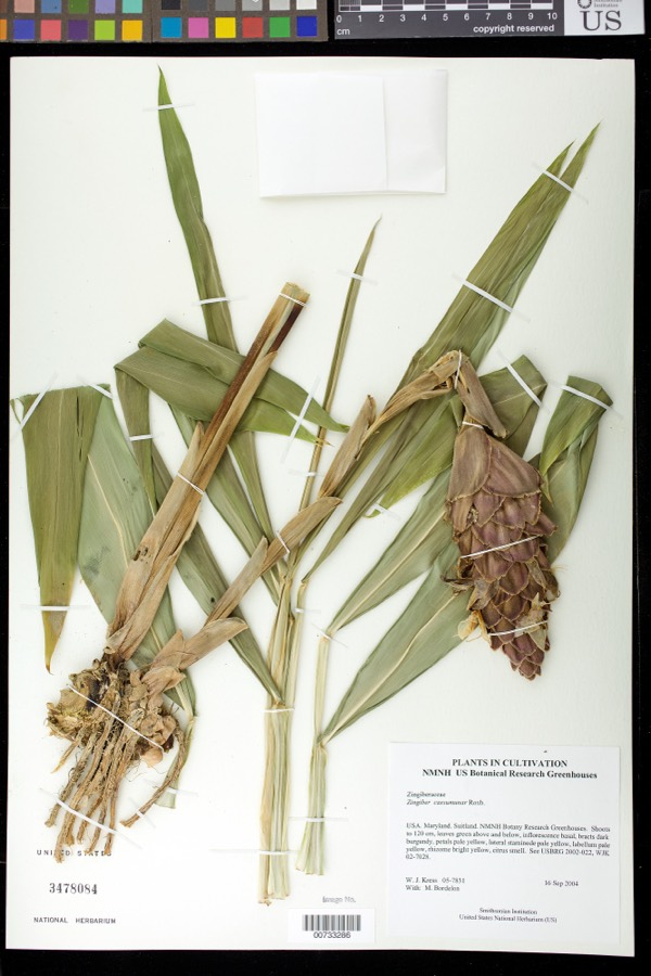 Ảnh minh hoạ Gừng Dại (Zingiber cassumunar) 3