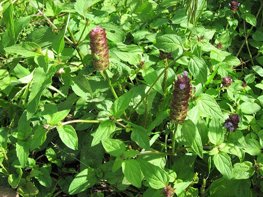 Ảnh minh hoạ Hạ Khô Thảo (Prunella vulgaris) 4