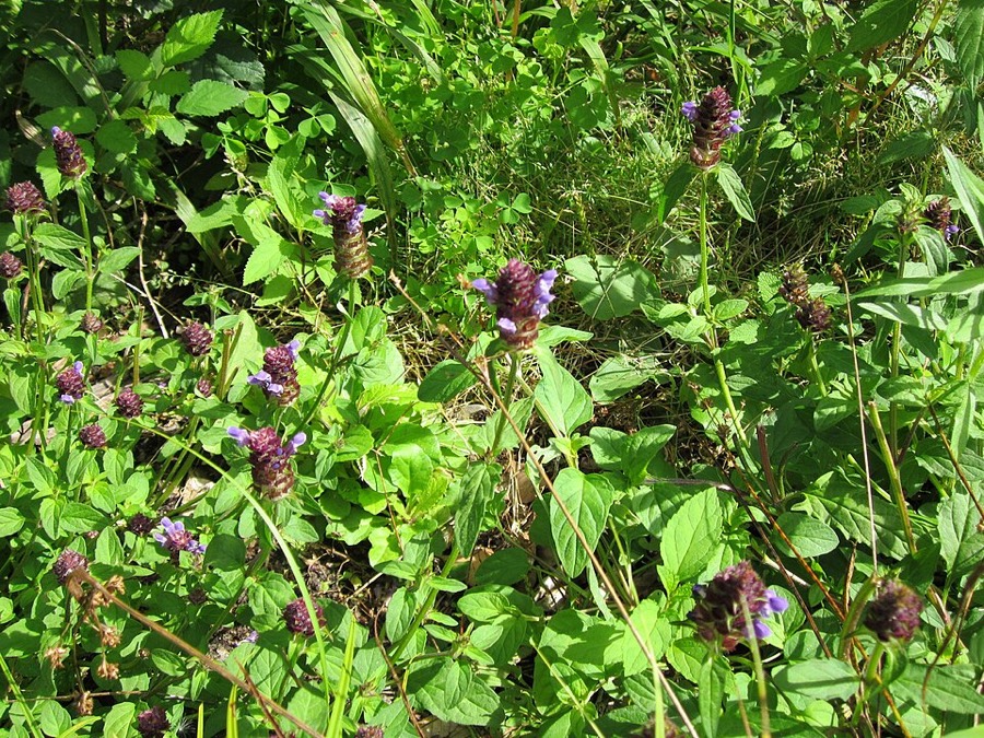 Ảnh minh hoạ Hạ Khô Thảo (Prunella vulgaris) 5