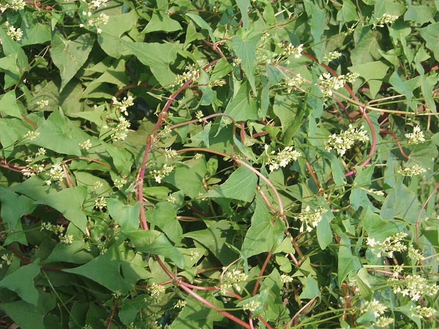 Ảnh minh hoạ Hà Thủ Ô (Polygonum multiflorum) 1