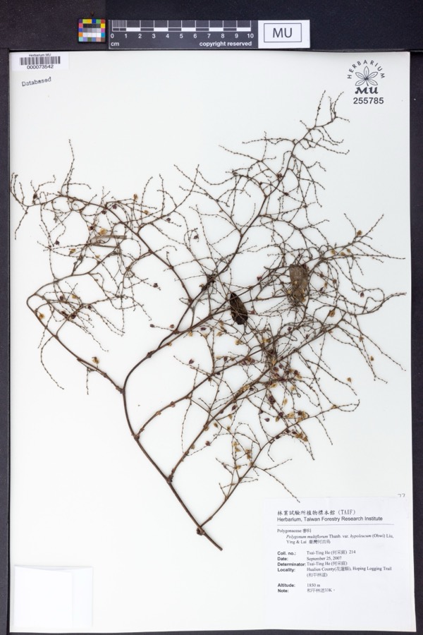 Ảnh minh hoạ Hà Thủ Ô (Polygonum multiflorum) 2