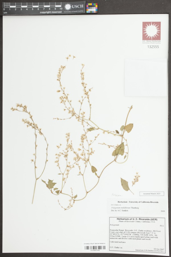 Ảnh minh hoạ Hà Thủ Ô (Polygonum multiflorum) 3