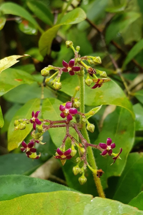 Ảnh minh hoạ Hà Thủ Ô Trắng (Streptocaulon juventas) 4