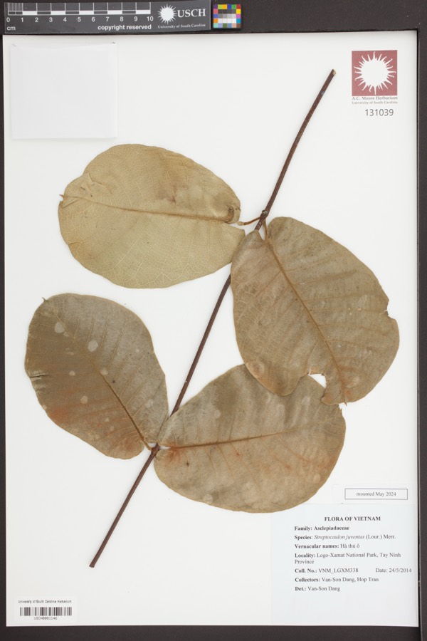 Ảnh minh hoạ Hà Thủ Ô Trắng (Streptocaulon juventas) 5