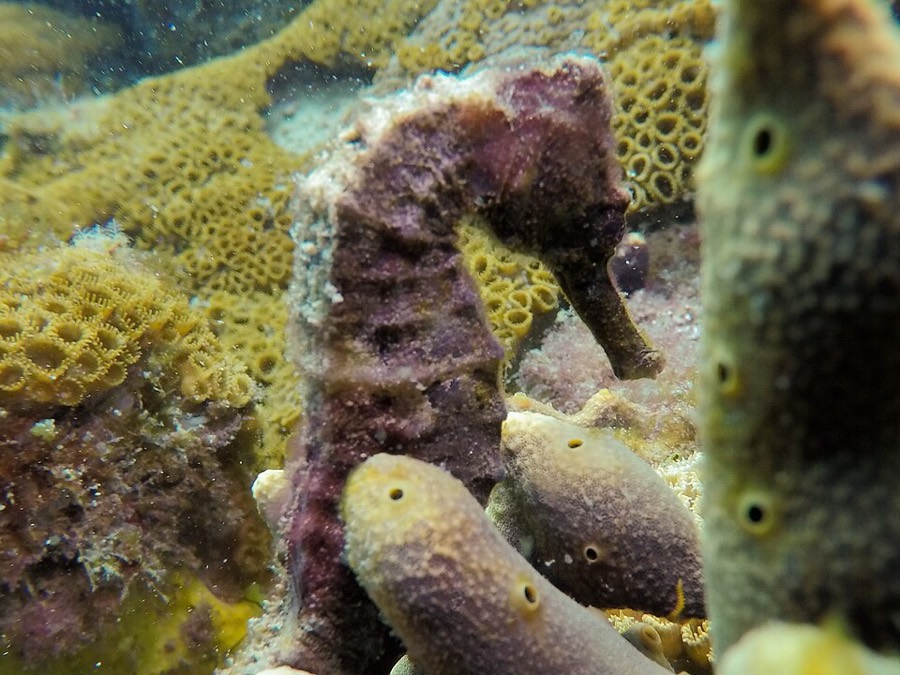 Ảnh minh hoạ Hải Mã (Hippocampus) 4